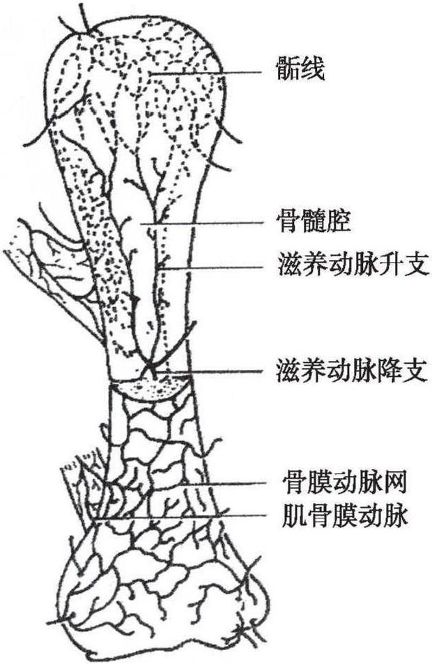 2.4.1 骨與骨膜的血供解剖